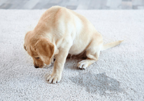 How to Remove a Urine Odour from Carpet?