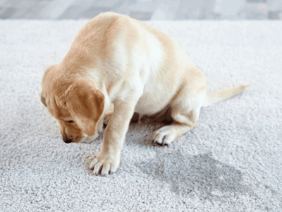 How to Remove a Urine Odour from Carpet?