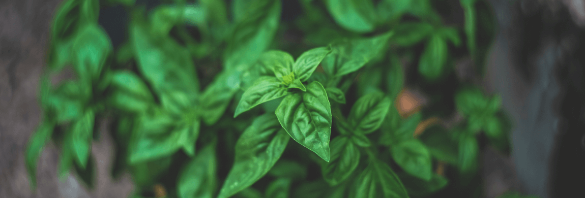 Make Your Own Natural Insect Repellent