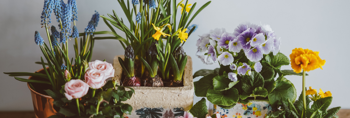 7 Indoor Plants that Repel Insects