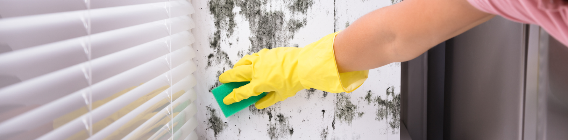 The Non-Toxic Way to Tackle the Winter Mould Monster