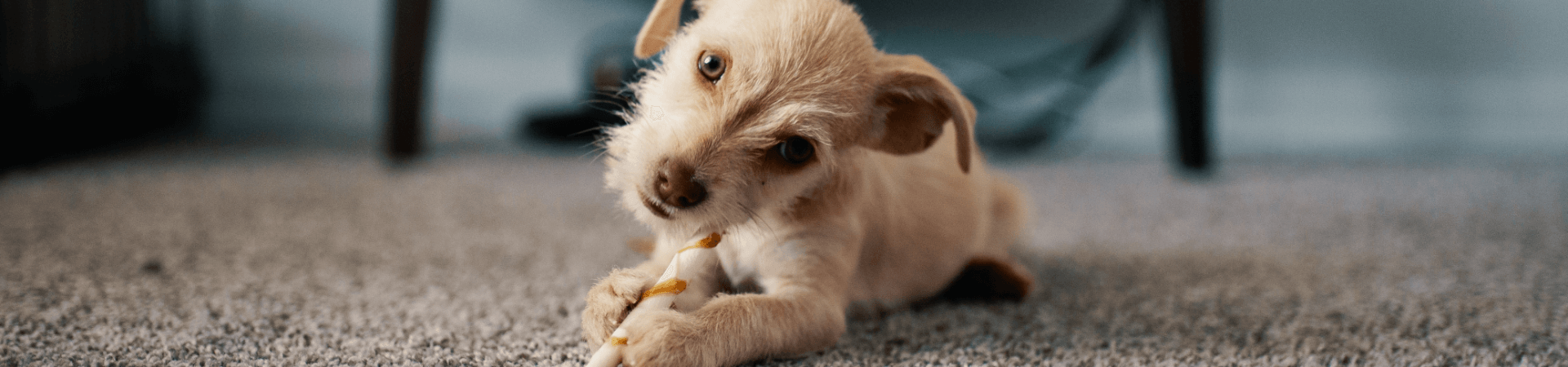 Pet Proof Your Carpet in 5 Simple Steps