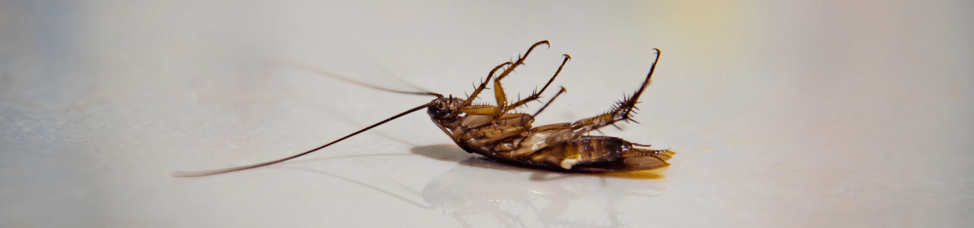 How to Naturally Rid Your Home of Cockroaches