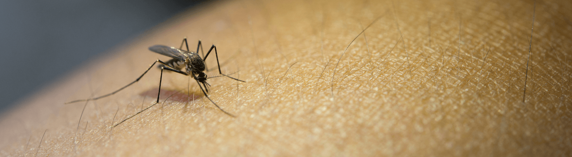 How to Naturally Repel Mosquitoes from Your Home
