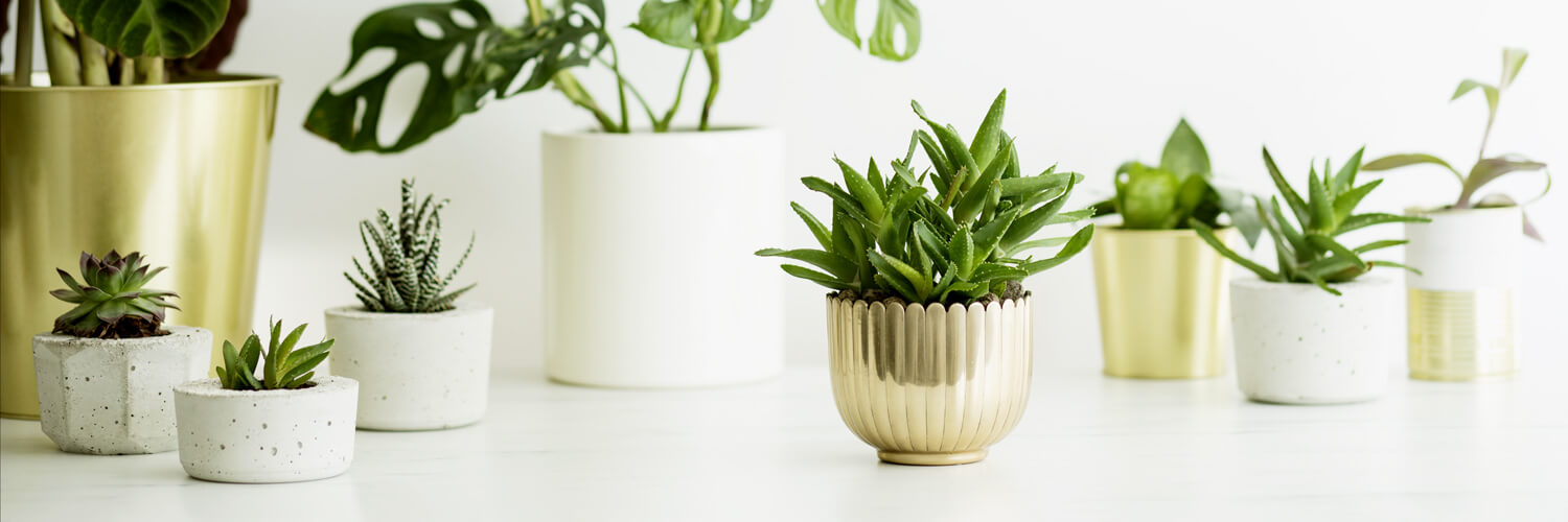 The 6 Indoor Plants That Will Create a Healthier Home