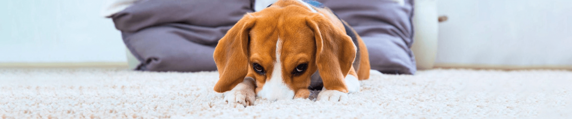 The Easy Way to Remove Pet Urine