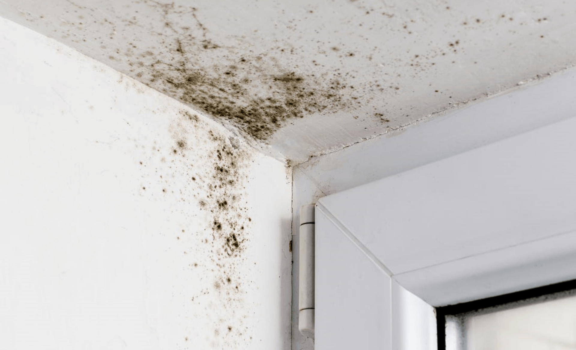 The 6 Worst Mould Hotspots in Your Home