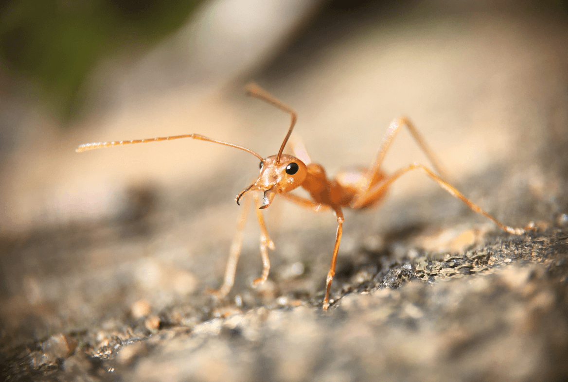 How to Get Rid of House Ants the Natural Way